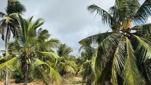 Coconut Land For Sale In Mundalama Chilaw