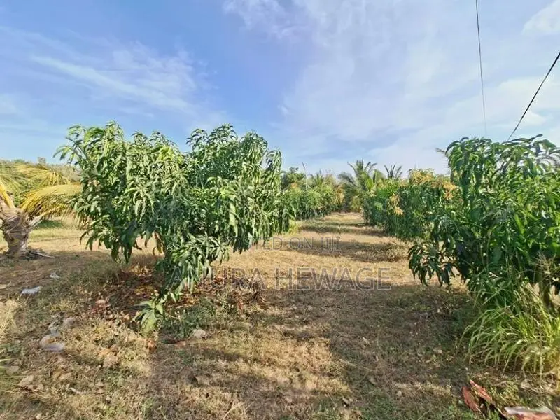 Coconut, Mango, Banana Cultivated Land for Sale Puttalam. (ID : PTLM00
