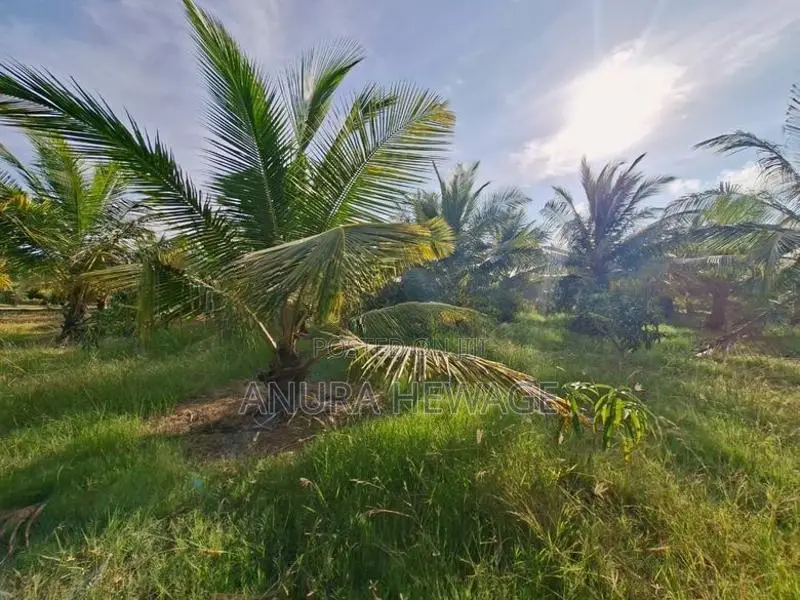 Coconut, Mango, Banana Cultivated Land for Sale Puttalam. (ID : PTLM00