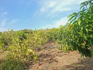 Coconut, Mango, Banana Cultivated Land for Sale Puttalam. (ID : PTLM00