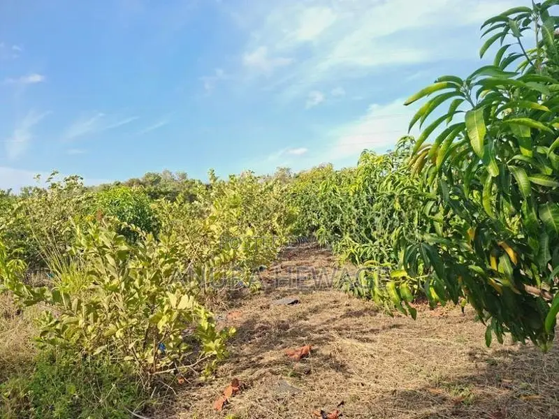 Coconut, Mango, Banana Cultivated Land for Sale Puttalam. (ID : PTLM00