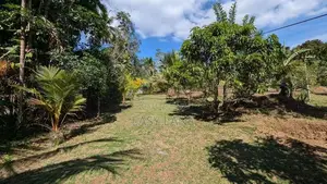 කැලණි ගඟට මායිම්ව පූගොඩින් පලතුරු වත්තක්