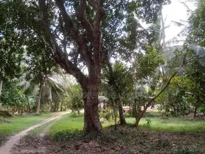 100P Valuable Land for Sale in Negombo -Katana
