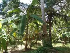 100P Valuable Land for Sale in Negombo -Katana