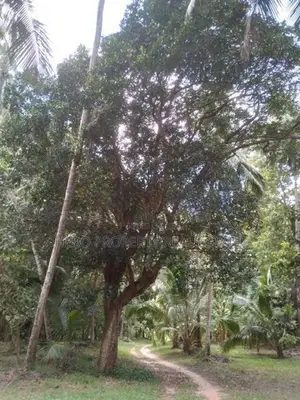 100P Valuable Land for Sale in Negombo -Katana