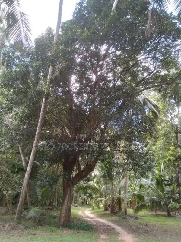 100P Valuable Land for Sale in Negombo -Katana