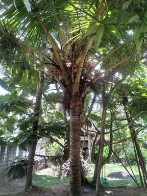 100P Valuable Land for Sale in Negombo -Katana