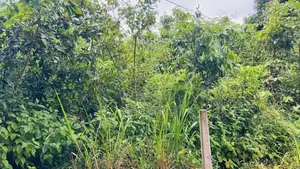 Land For Sale In Aladeniya Katugastota