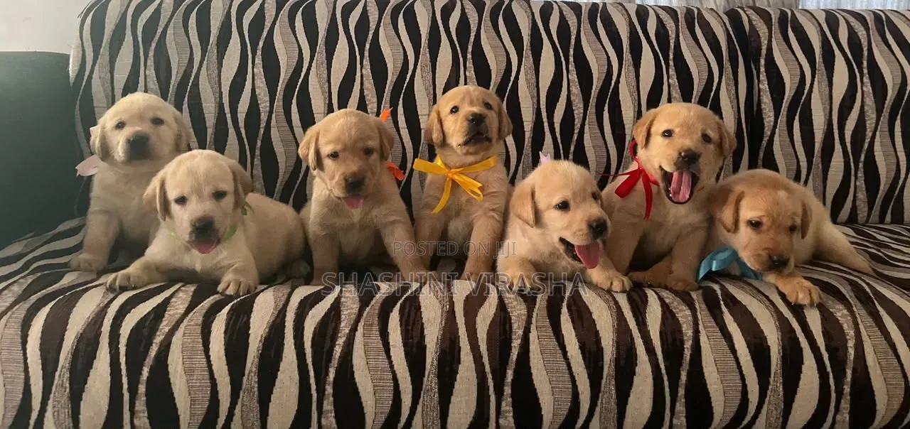 1-3 months Female Purebred Labrador Retriever