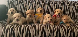 1-3 months Female Purebred Labrador Retriever
