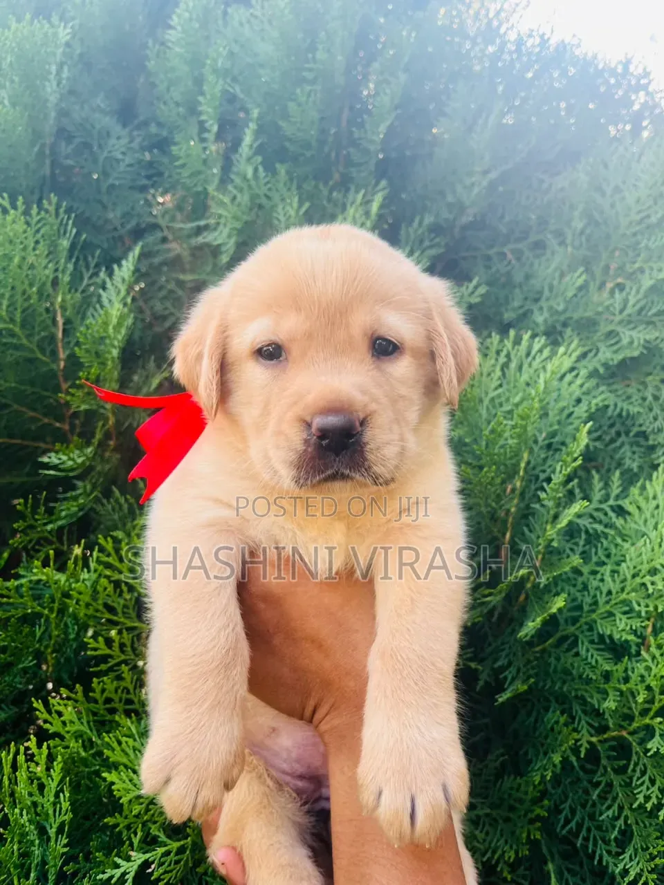 1-3 months Female Purebred Labrador Retriever