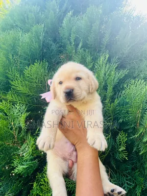 1-3 months Female Purebred Labrador Retriever