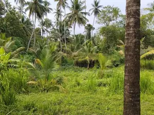 Narammala Land for Sale
