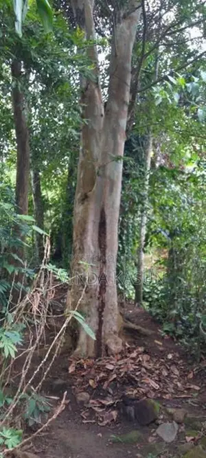 Land With Two Houses For Sale In Bandarawela