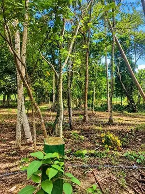 120-Perch Land for Sale in Raddolugama (SSPL-521)