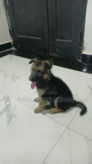 1-3 months Female Purebred German Shepherd