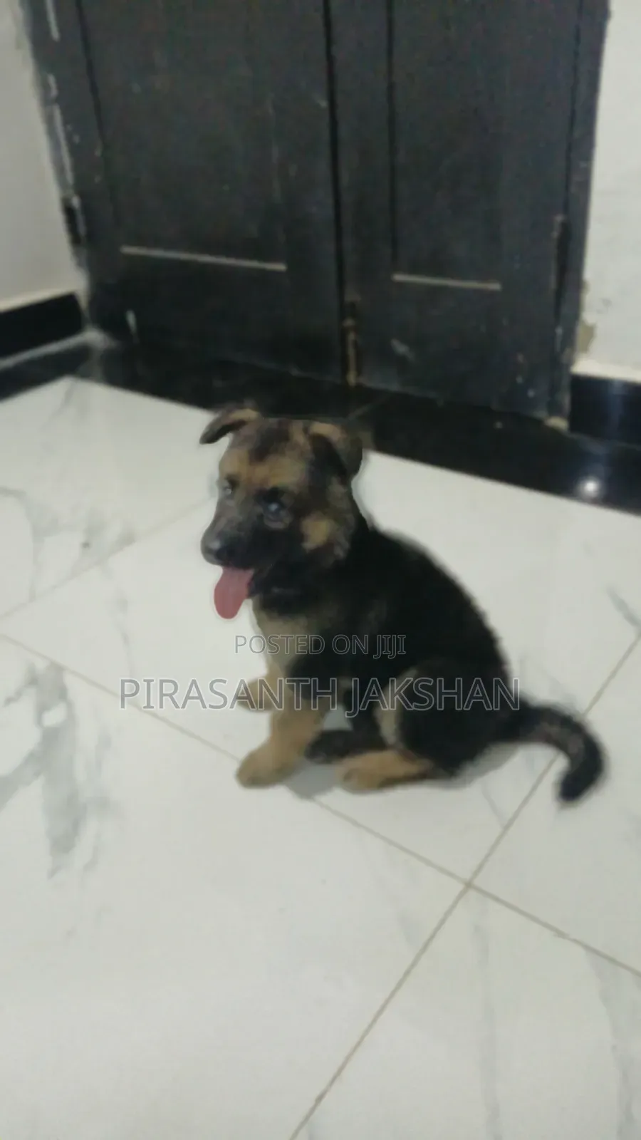1-3 months Female Purebred German Shepherd