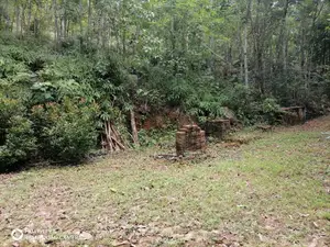 21-Acre Mahogany Plantation for Sale – Kitulgala
