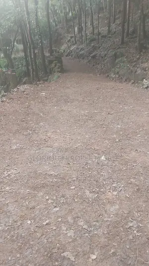 21-Acre Mahogany Plantation for Sale – Kitulgala