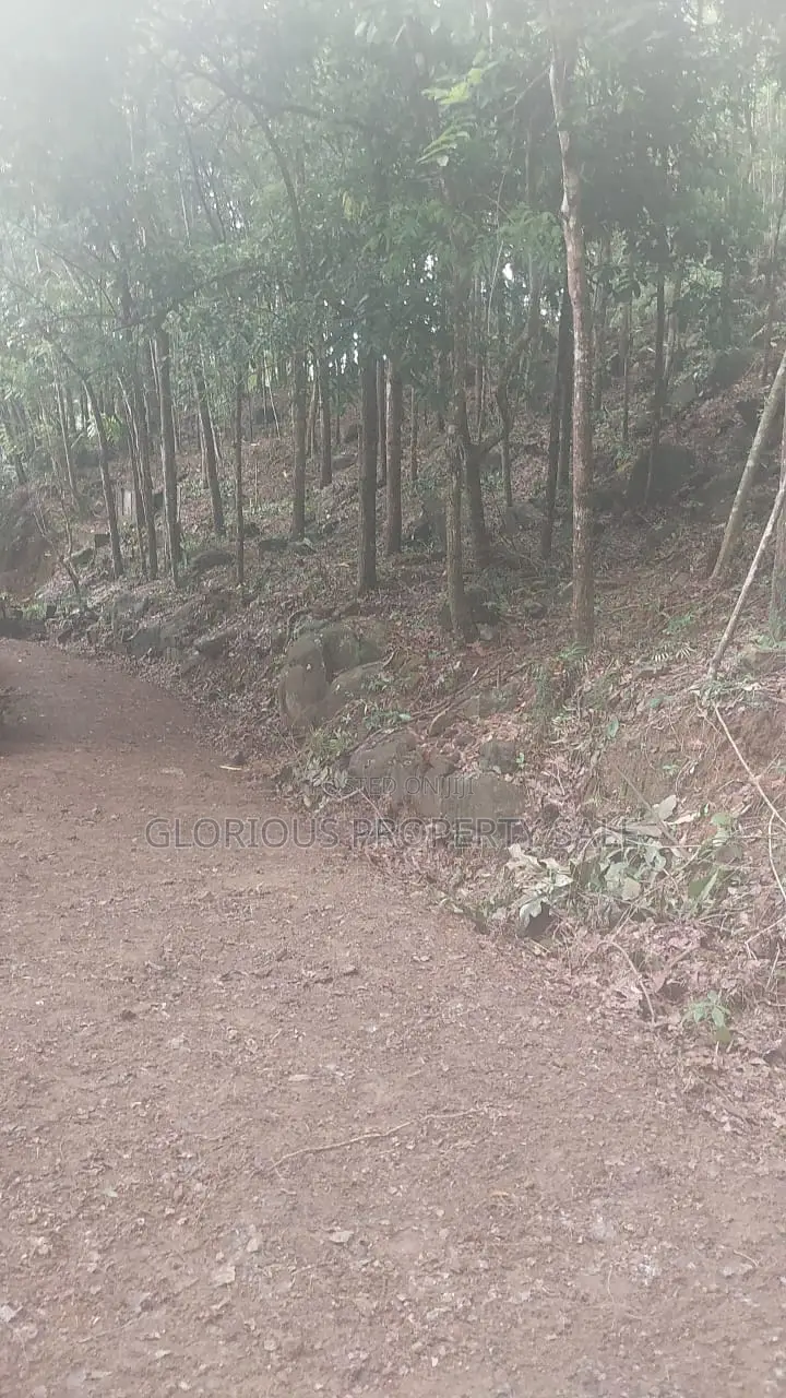 21-Acre Mahogany Plantation for Sale – Kitulgala