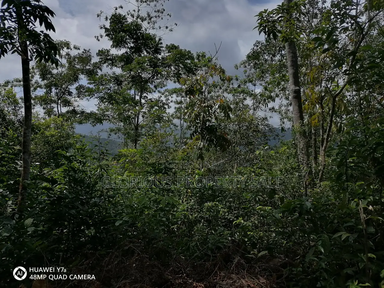 21-Acre Mahogany Plantation for Sale – Kitulgala