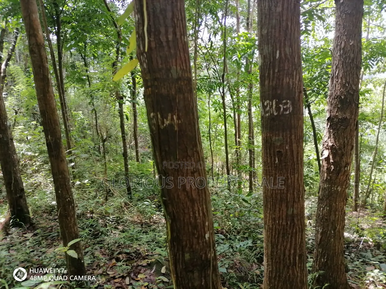 21-Acre Mahogany Plantation for Sale – Kitulgala