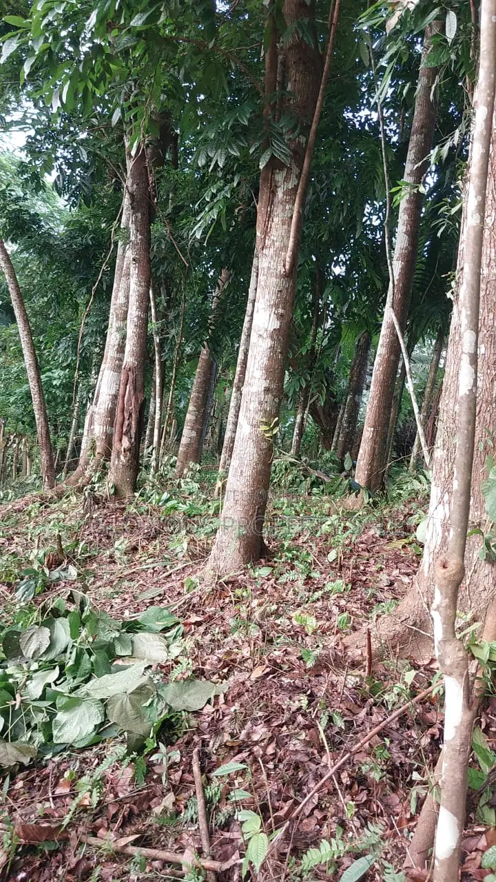 21-Acre Mahogany Plantation for Sale – Kitulgala