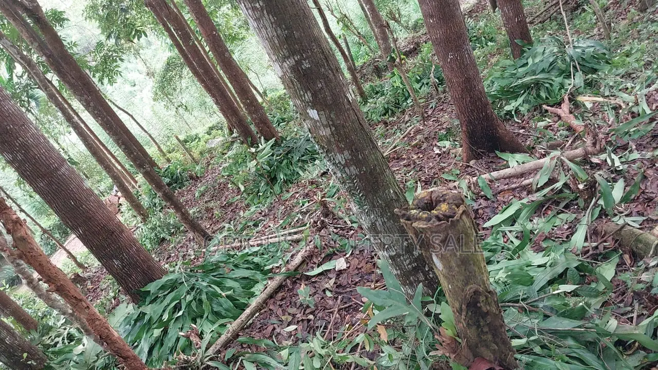 21-Acre Mahogany Plantation for Sale – Kitulgala