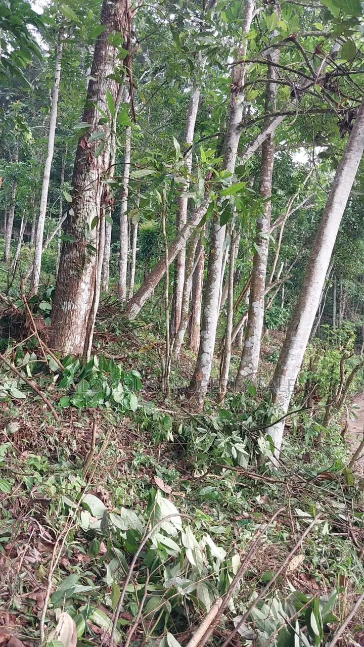 21-Acre Mahogany Plantation for Sale – Kitulgala