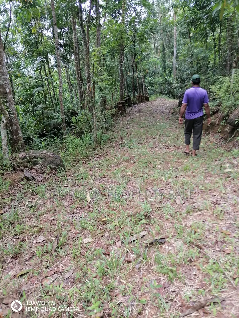 21-Acre Mahogany Plantation for Sale – Kitulgala