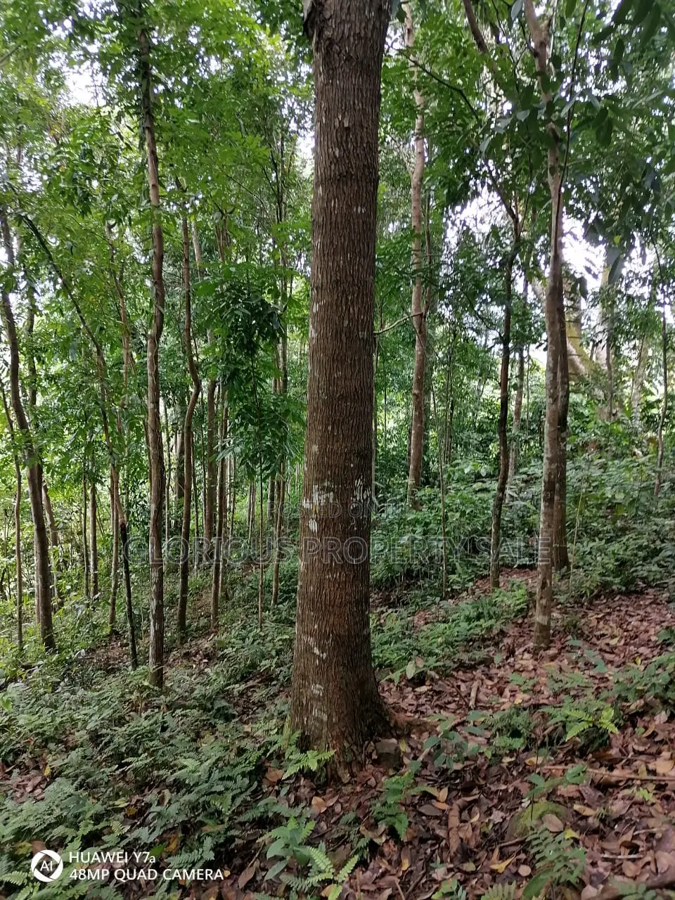 21-Acre Mahogany Plantation for Sale – Kitulgala