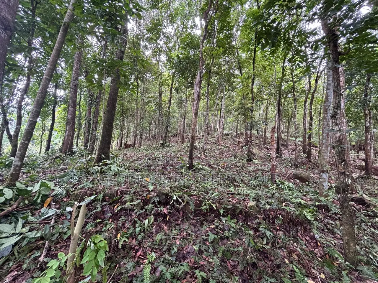 21-Acre Mahogany Plantation for Sale – Kitulgala