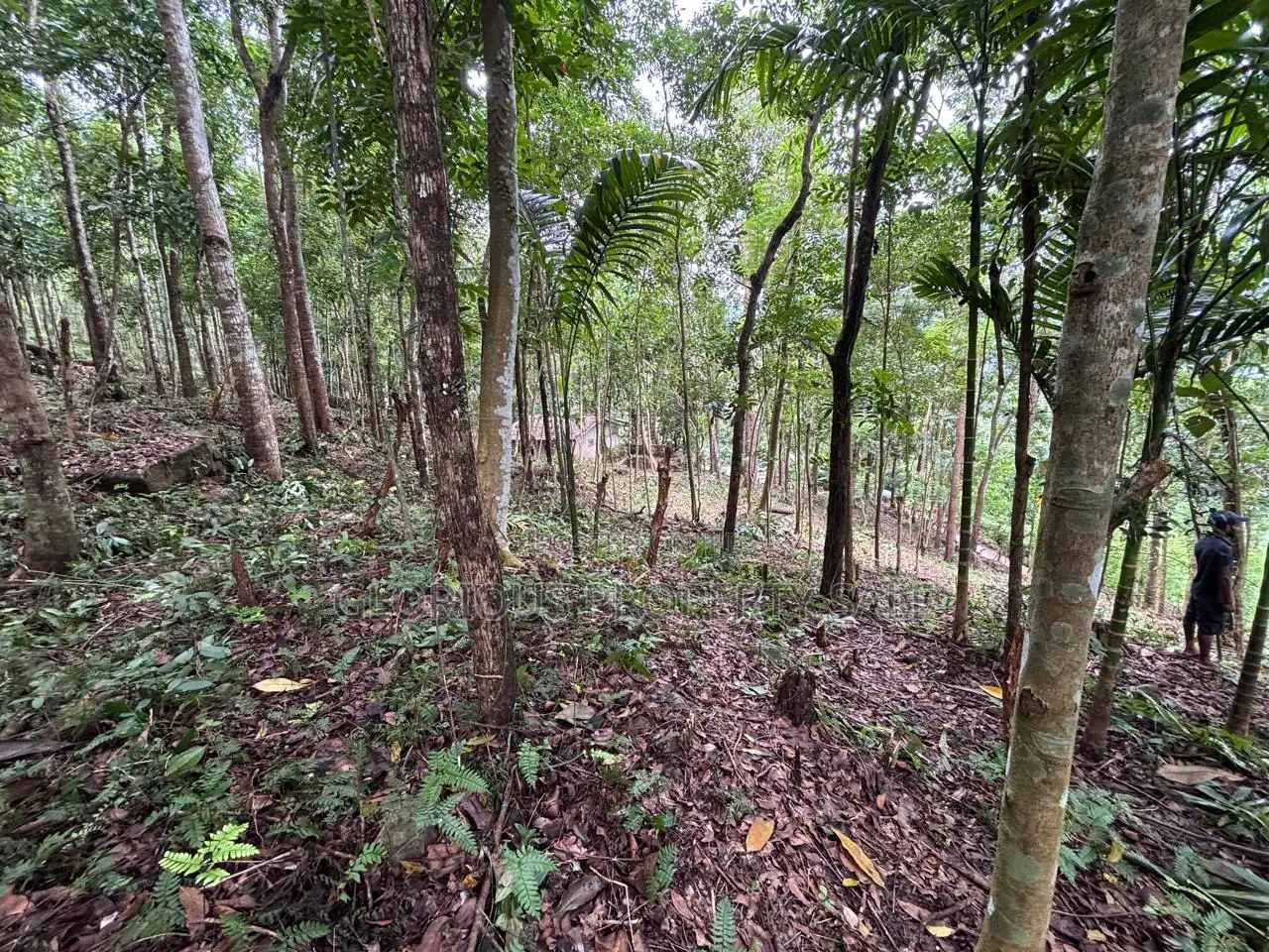 21-Acre Mahogany Plantation for Sale – Kitulgala