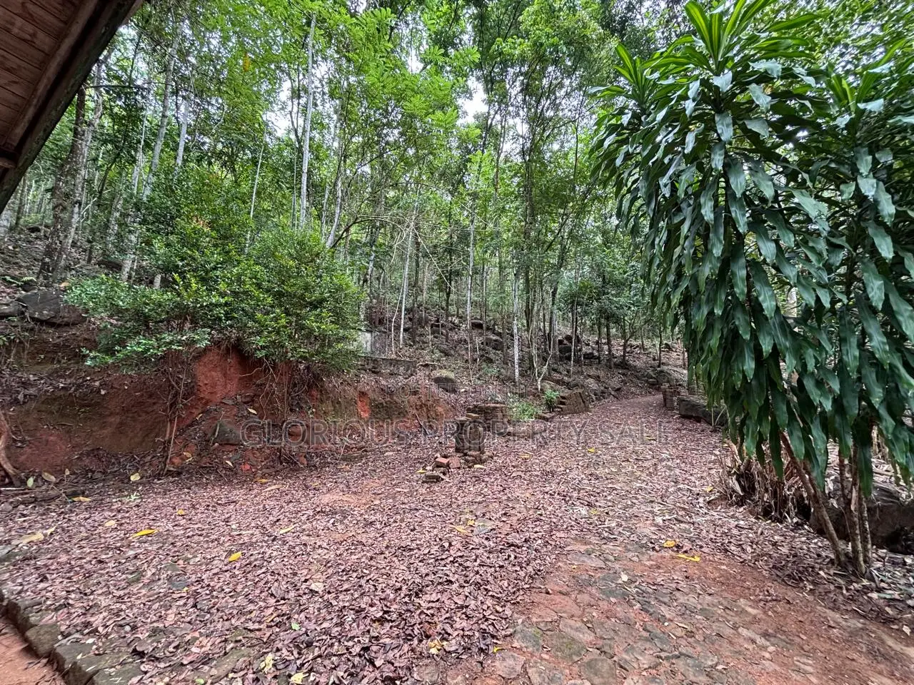 21-Acre Mahogany Plantation for Sale – Kitulgala