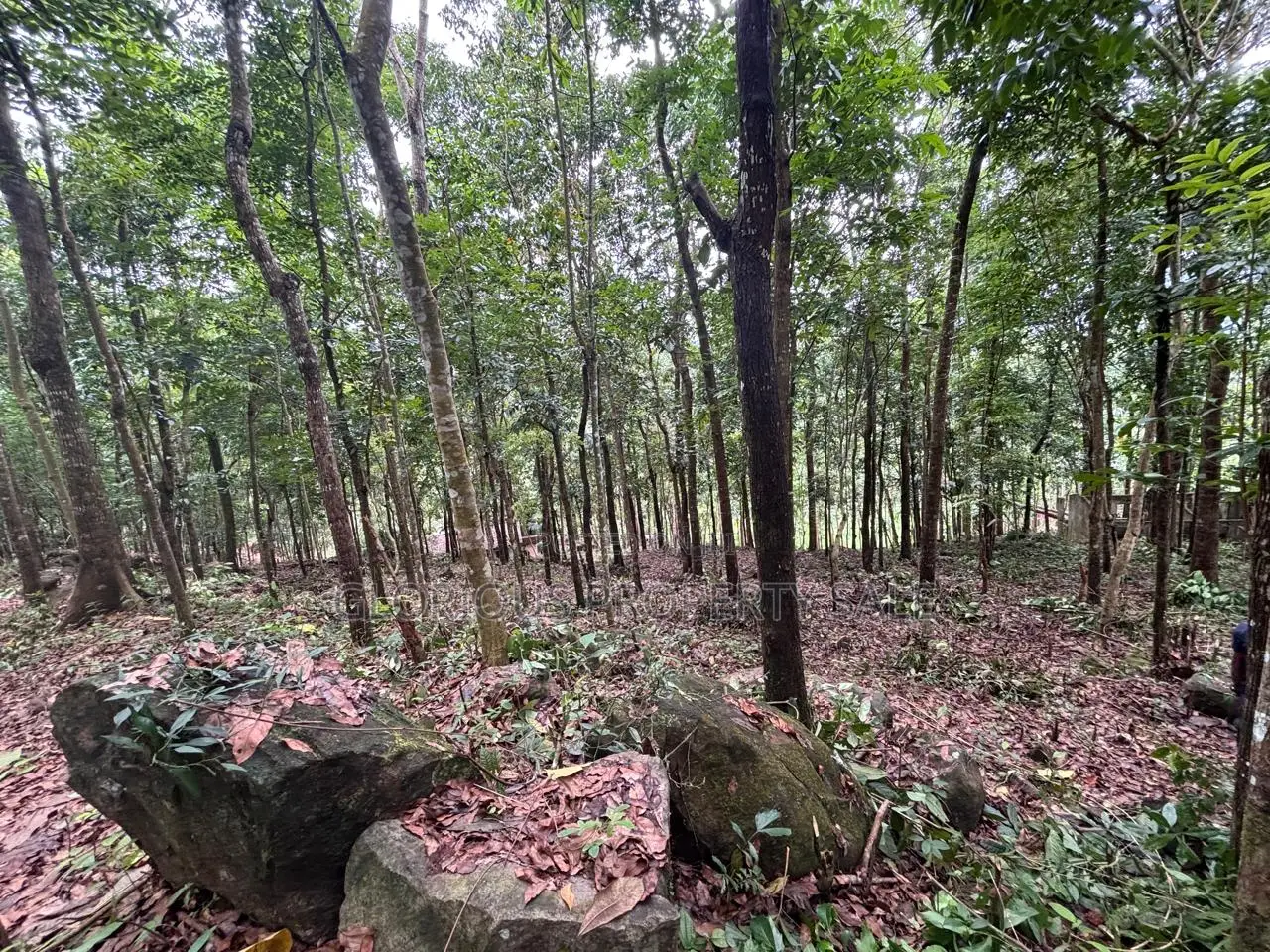 21-Acre Mahogany Plantation for Sale – Kitulgala