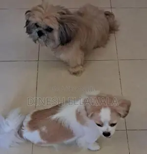 Sitzu Peppzu Puppy