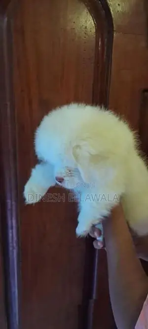 Sitzu Peppzu Puppy