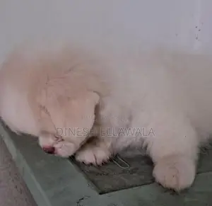 Sitzu Peppzu Puppy