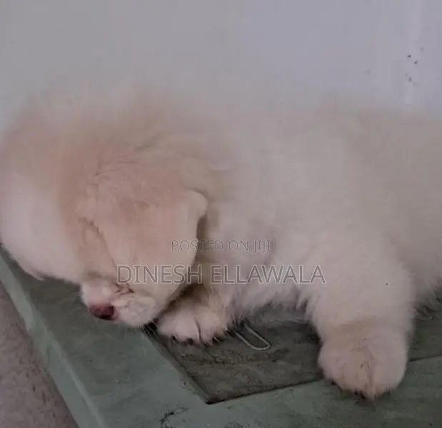 Sitzu Peppzu Puppy