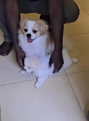 Sitzu Peppzu Puppy