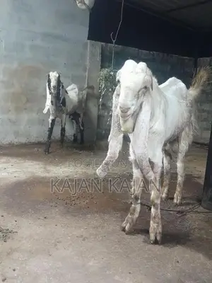 Livestock
