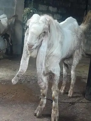 Livestock