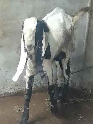Livestock