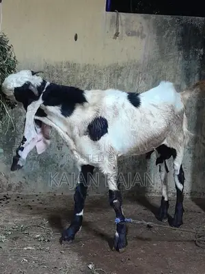 Livestock