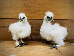 White Silkie Chick