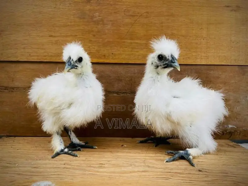White Silkie Chick