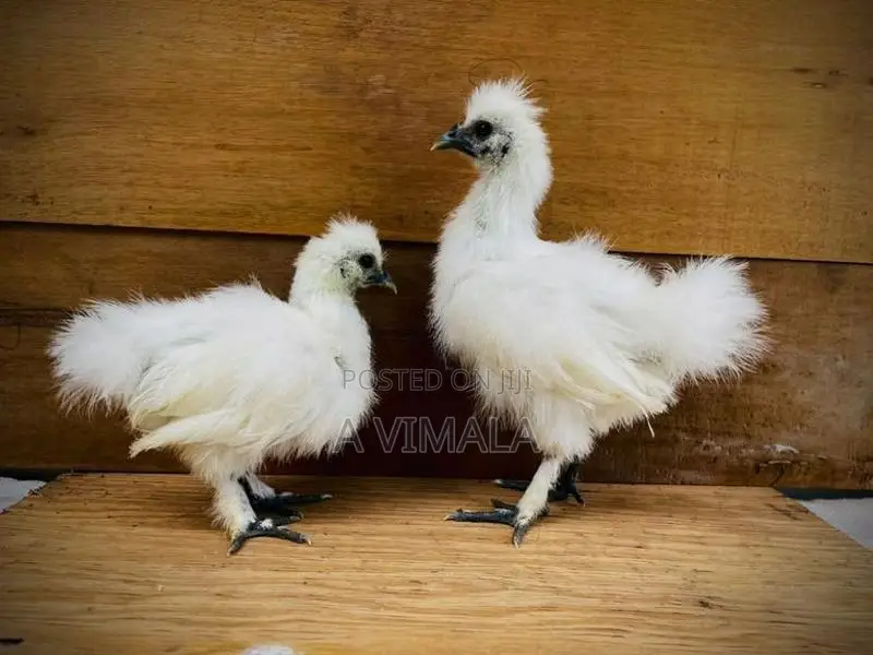 White Silkie Chick