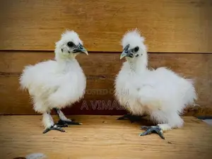 White Silkie Chick