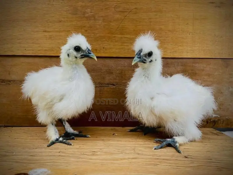 White Silkie Chick