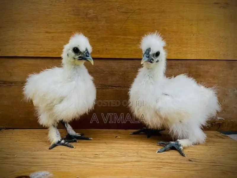 White Silkie Chick